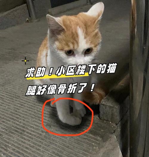 猫咪骨折了能自愈吗
