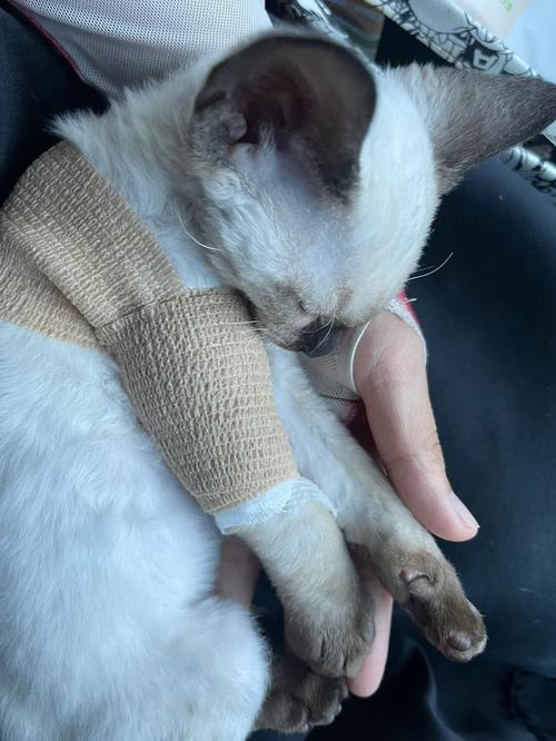 猫腿断了能够自愈