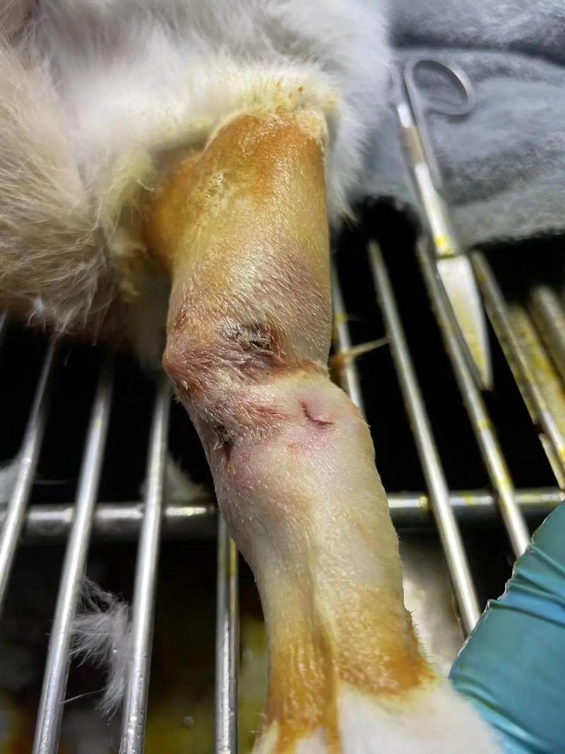 猫断腿能自愈吗?