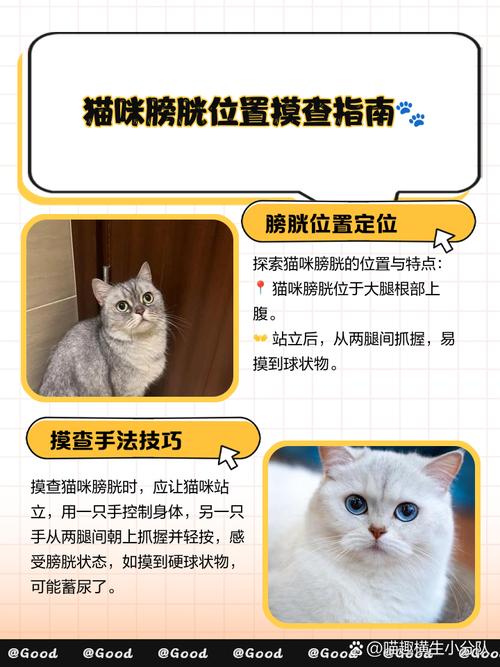 猫的膀胱在哪里怎么摸