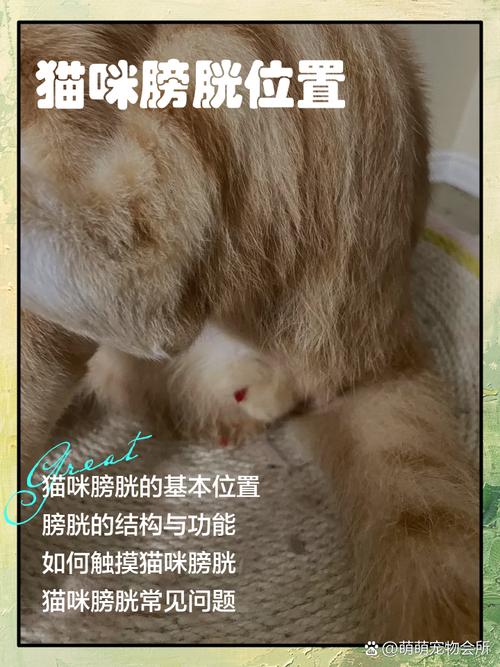 猫咪的膀胱在什么位置
