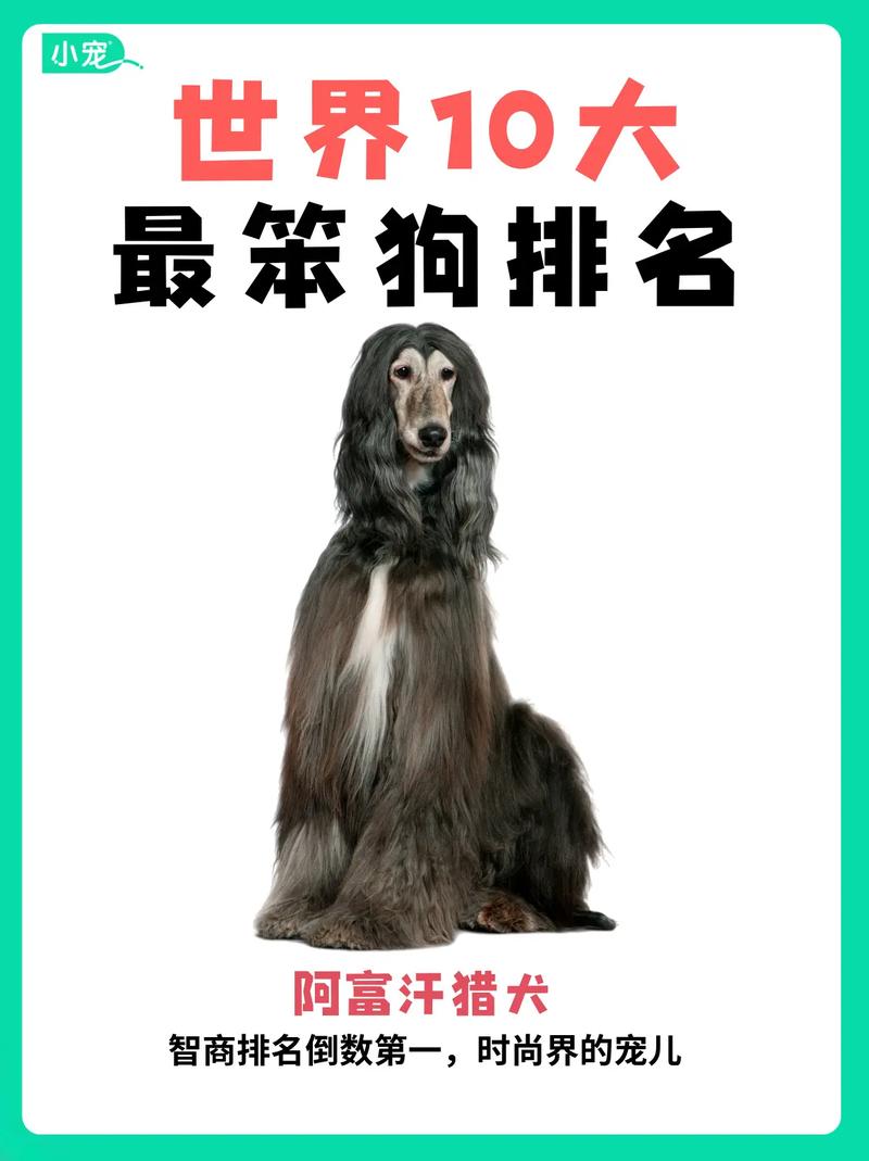 小型宠物狗智商排名前十