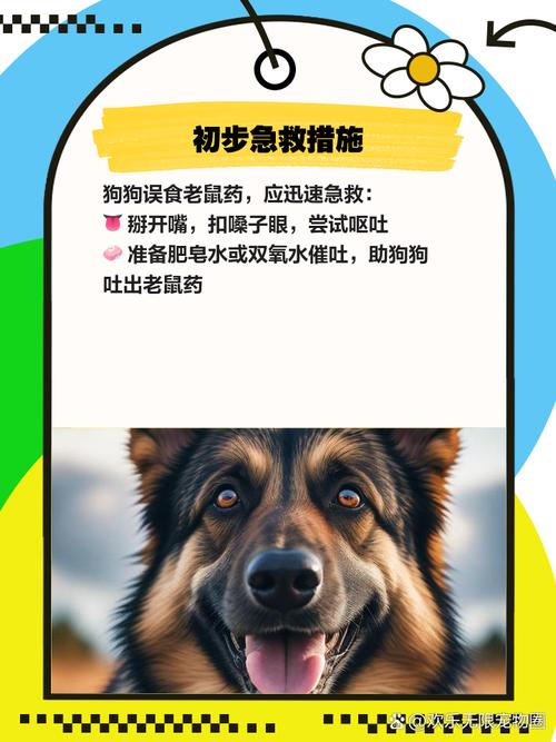 小狗吃了老鼠药怎么救