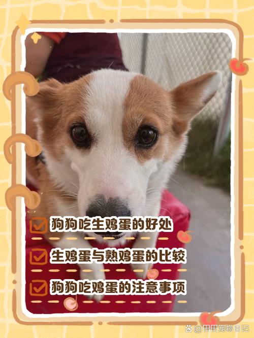 狗狗吃鸡蛋一天吃几个