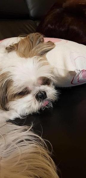 狗狗耳朵为什么发热