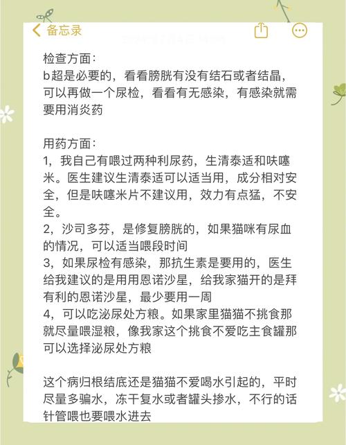 猫咪膀胱炎怎么治疗?