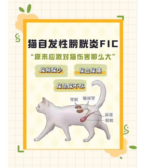 猫自发性膀胱炎怎么治疗?