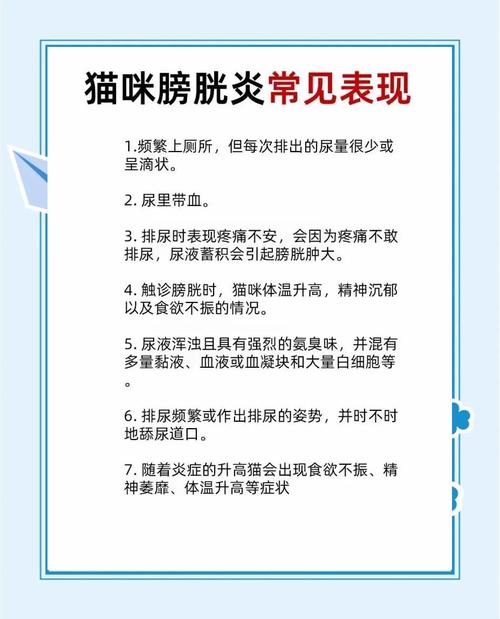 猫膀胱炎吃什么药好