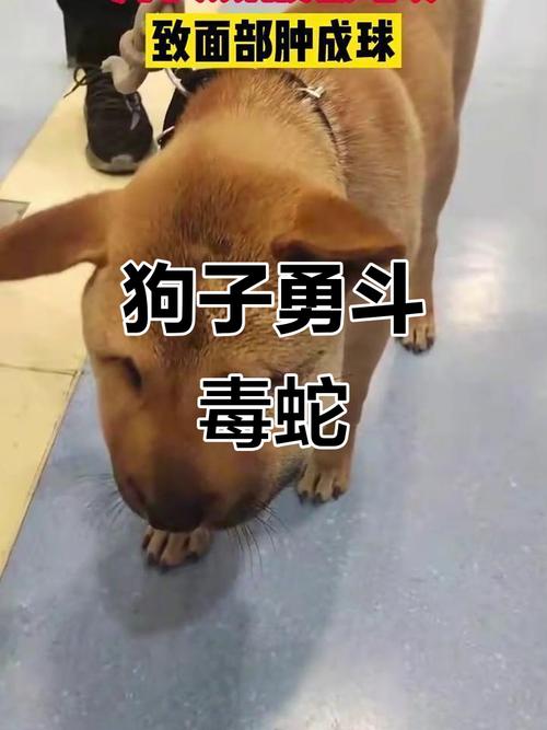 狗被蛇咬了怎么办,清洗伤口后及时送去医院对症下药