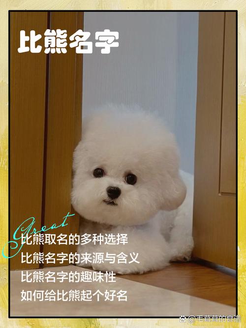 比熊起什么名字好听