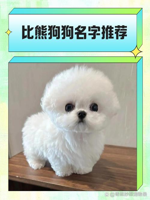 比熊好听的名字大全