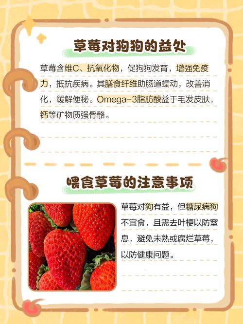 狗狗可以吃草莓吗
