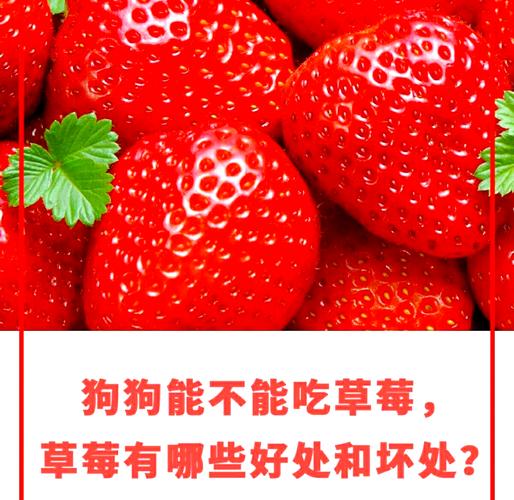 狗狗可以吃草莓吗?