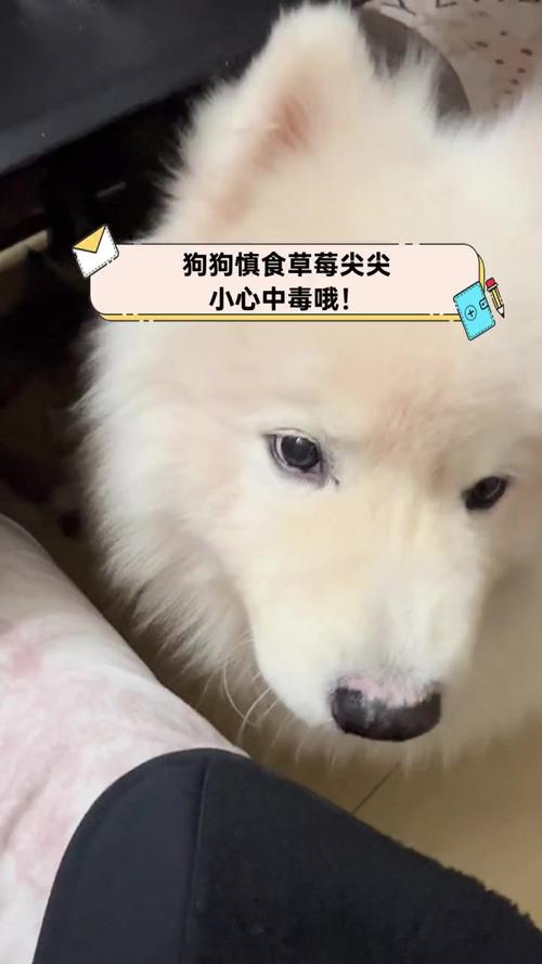 狗狗能吃草莓吗?我家狗狗特别喜欢吃