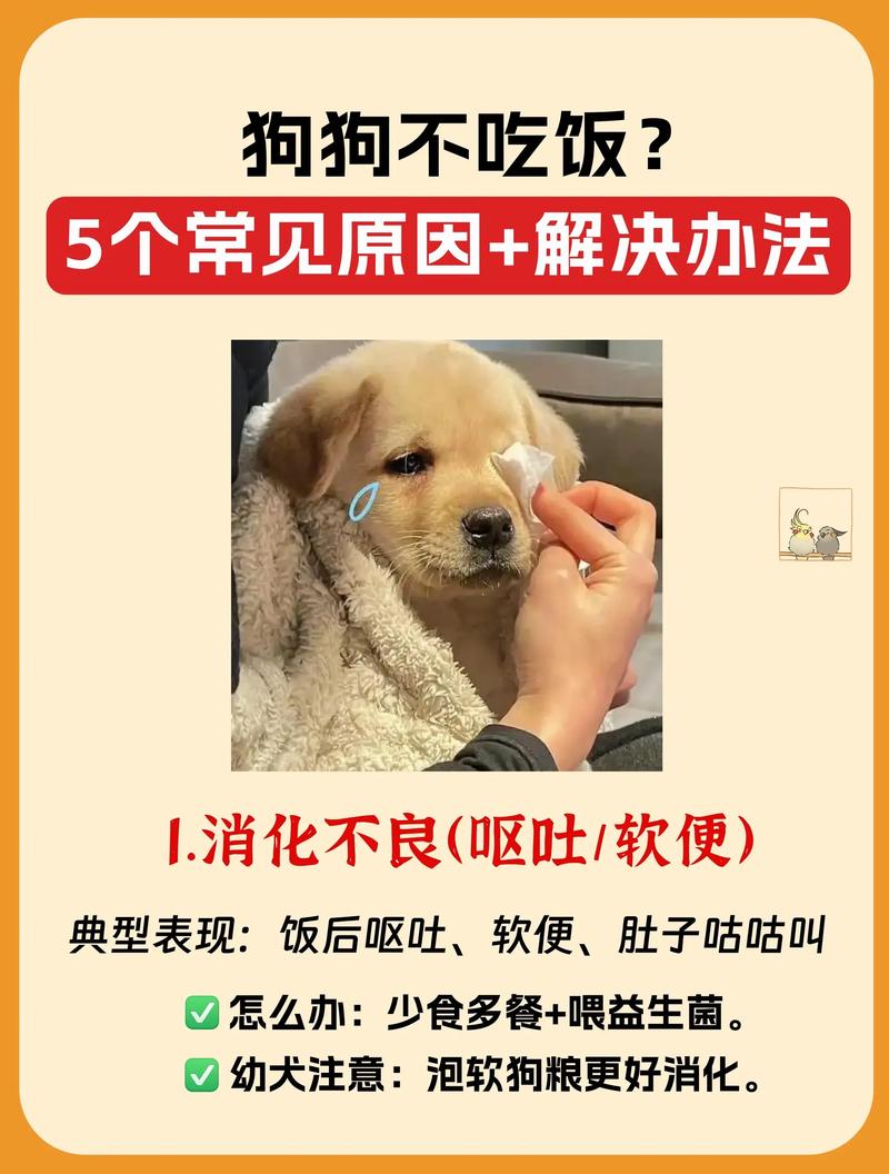 狗狗两三天不吃饭应该怎么办?