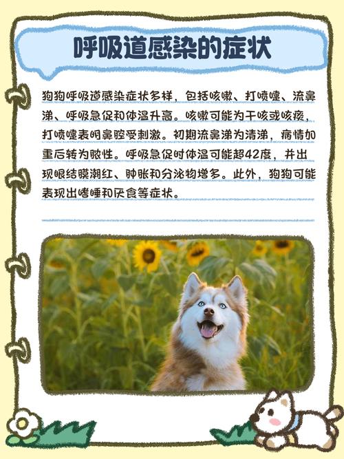 狗狗呼吸道感染的症状和解决