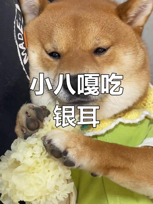 狗狗可以吃红枣银耳牛奶汤吗