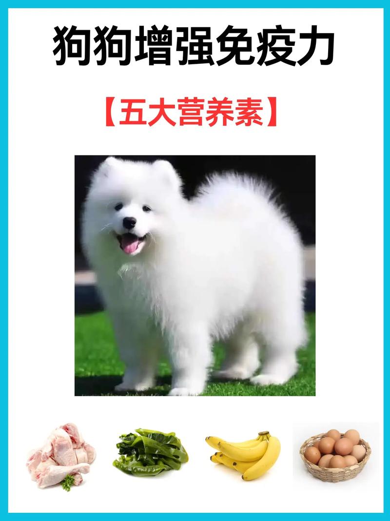 刚买了狗子,如何提高狗狗的免疫力?