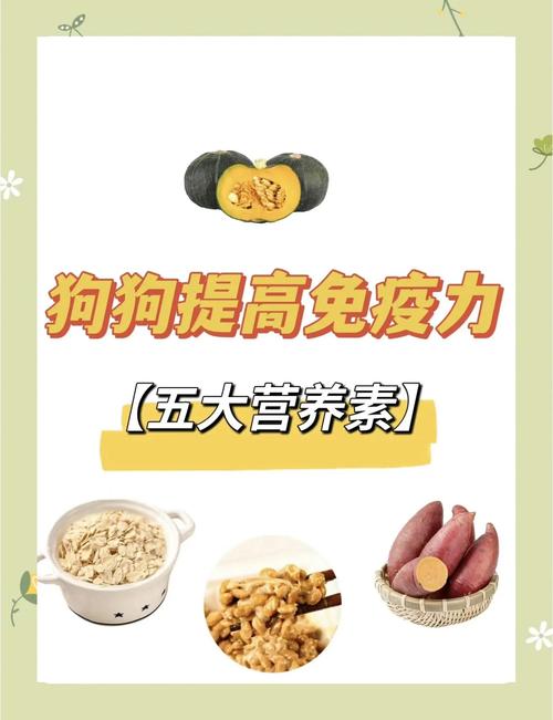 狗狗免疫力低下怎么调理