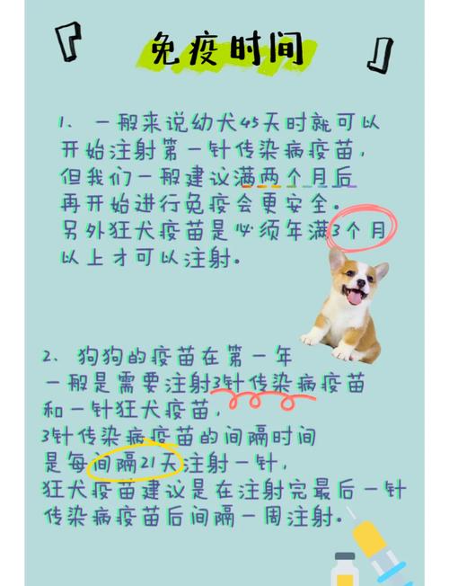 吃什么提高狗狗免疫力