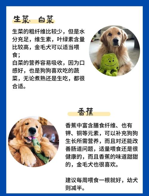 如何提高狗狗免疫力?