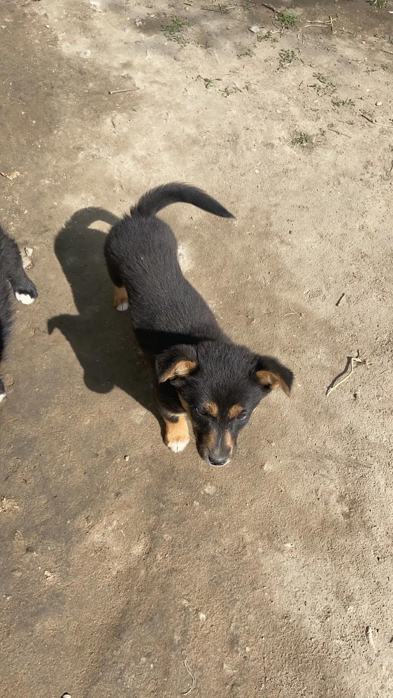 狗狗两个月可以出门吗