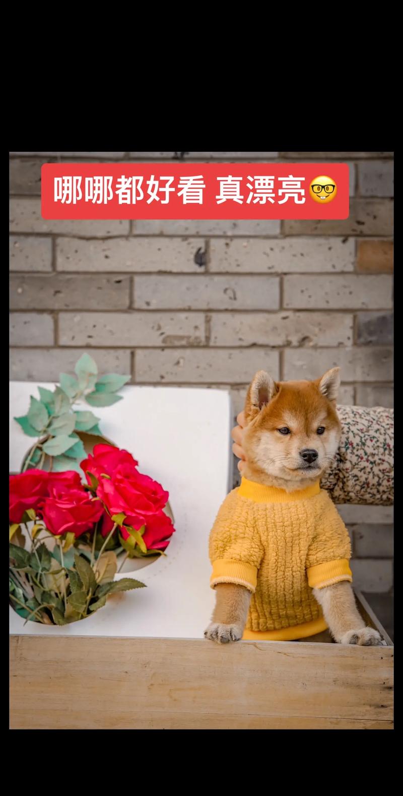 两个月的狗狗可以带出去吗