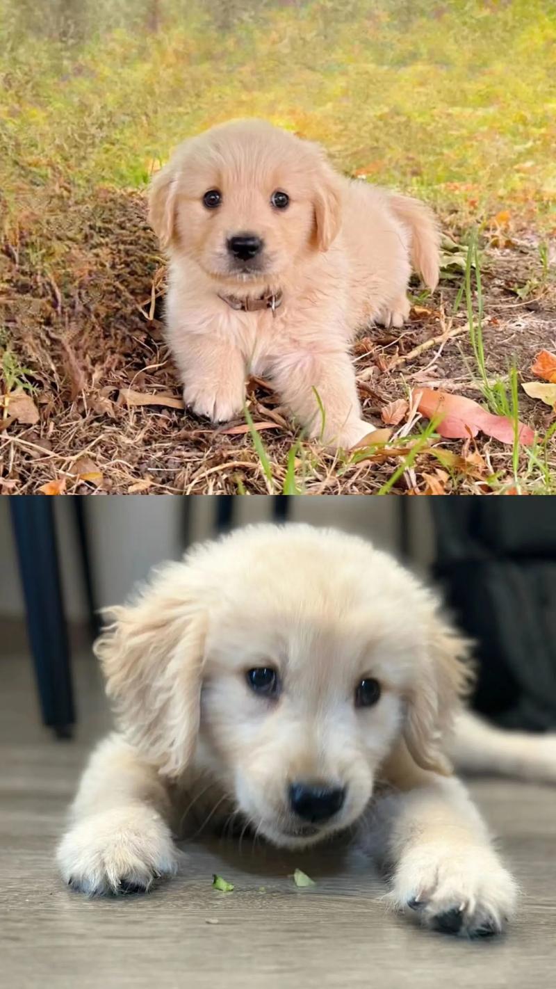 小狗多久可以出门