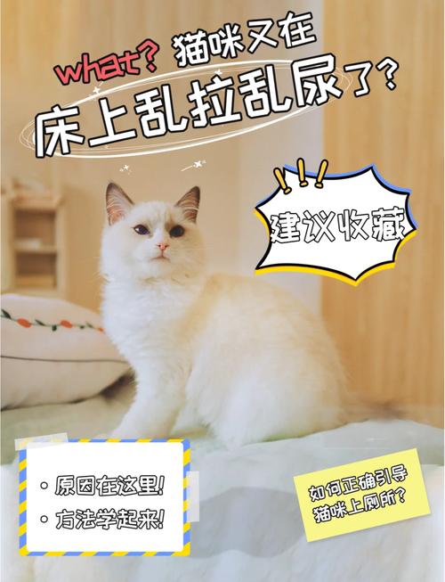 猫在床上拉屎怎么办