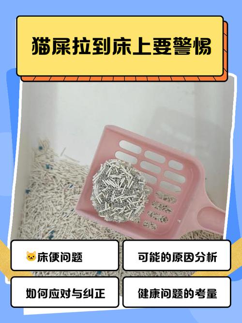 猫咪为什么在床上拉屎