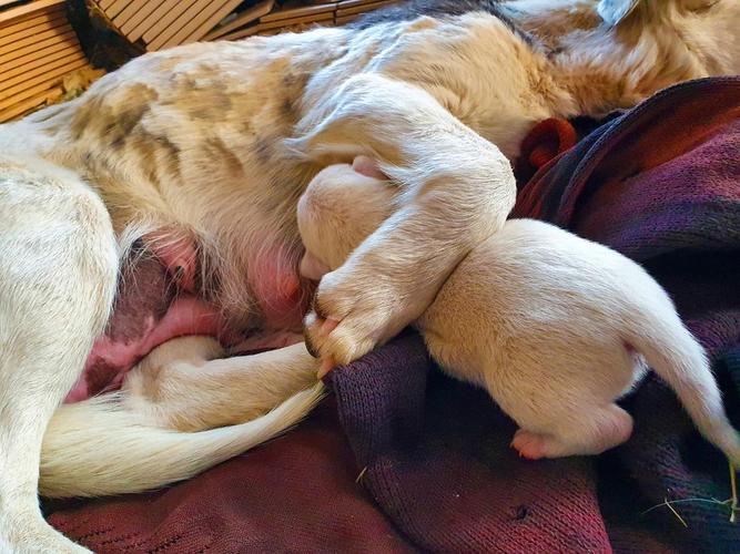 狗狗预产期中肚子变小了是要生宝宝了嘛?肯定怀孕了!做了X光