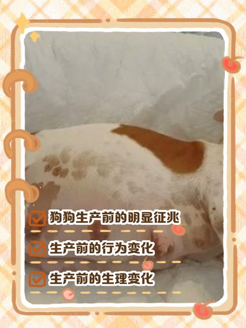 狗狗快生前10天征兆