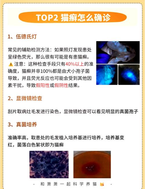 猫咪皮肤病用什么药比较好