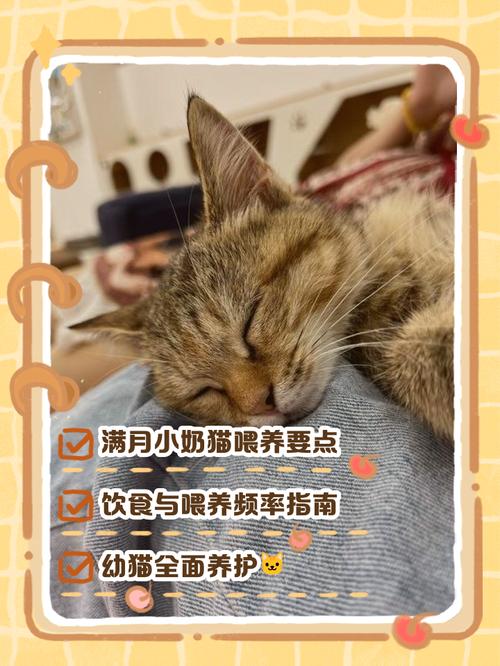 领养刚满月的小猫咪,怎么样喂养?