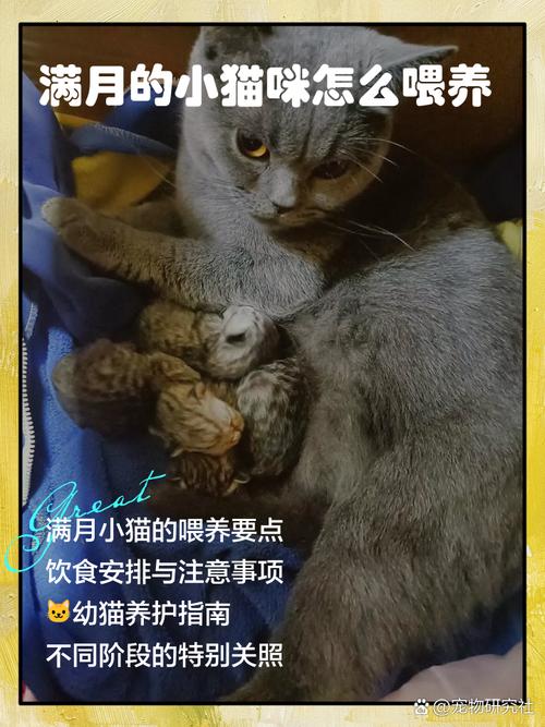 怎样喂养刚满月的小猫?
