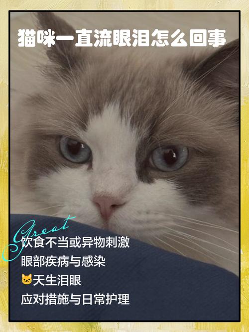 猫咪一直流眼泪怎么回事
