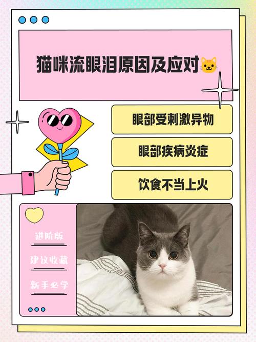 猫咪流眼泪的解决方法