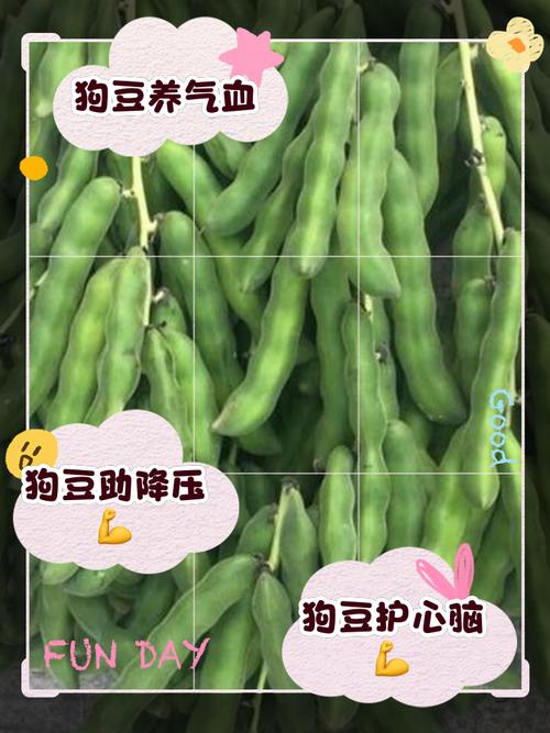 狗狗可以吃熟毛豆么