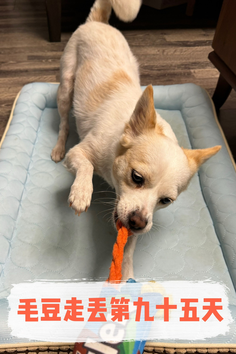 狗狗为什么生吃毛豆