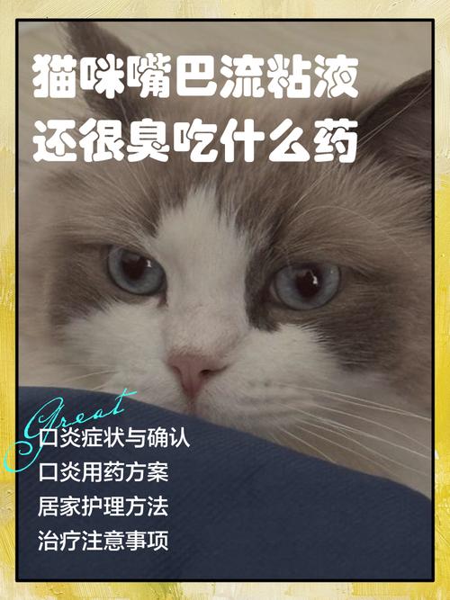 小猫得了口腔溃疡,我用阿莫西林颗粒兑水给它喝可以吗?