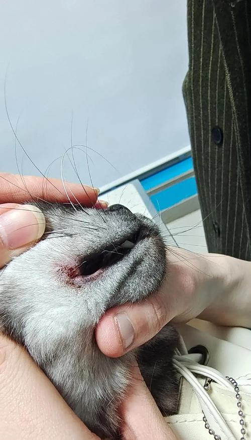 猫咪口腔溃疡能自愈吗