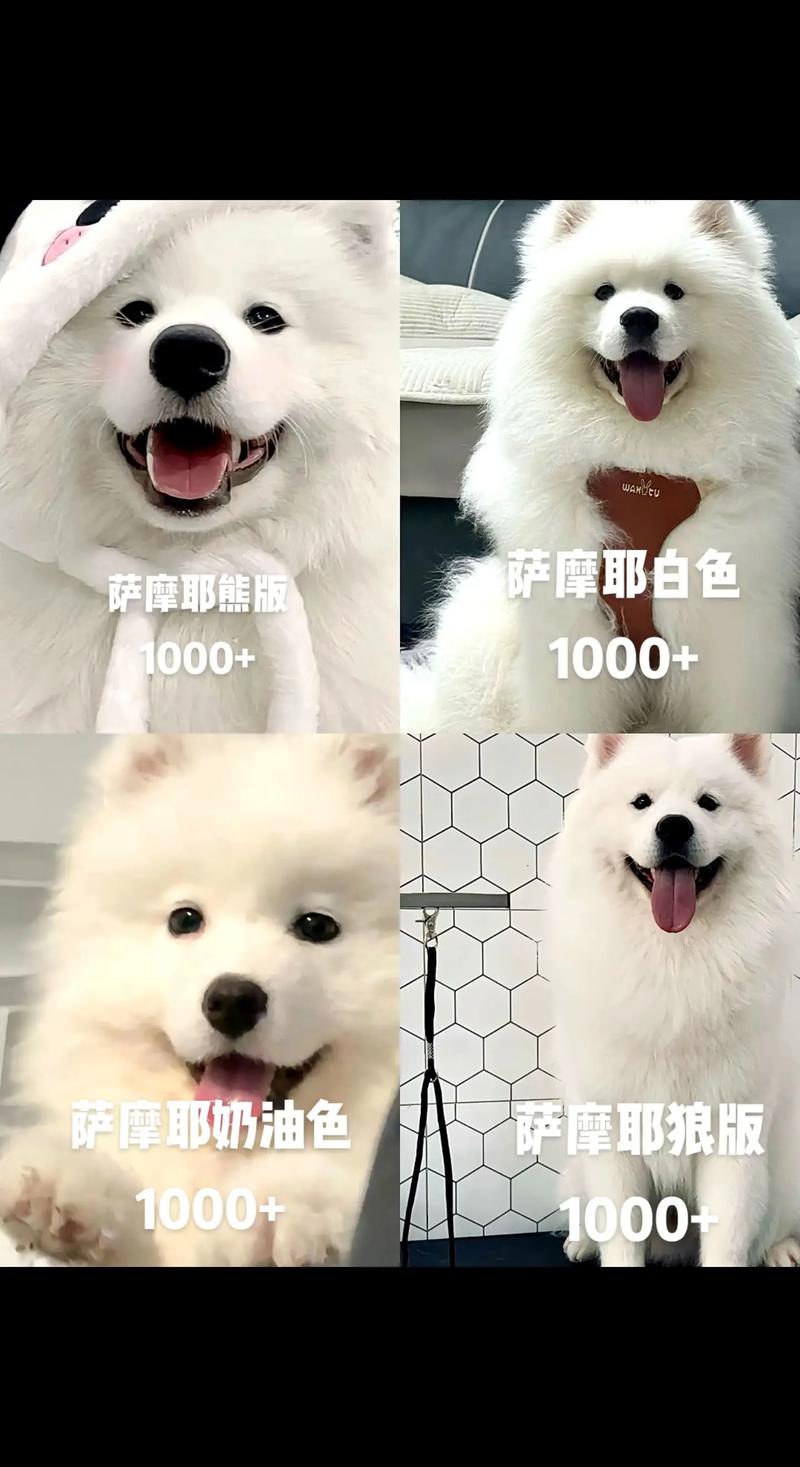 800元的萨摩耶犬好不好