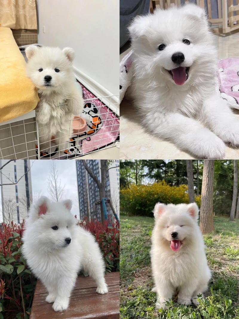 熊萨摩耶幼犬多少钱一只