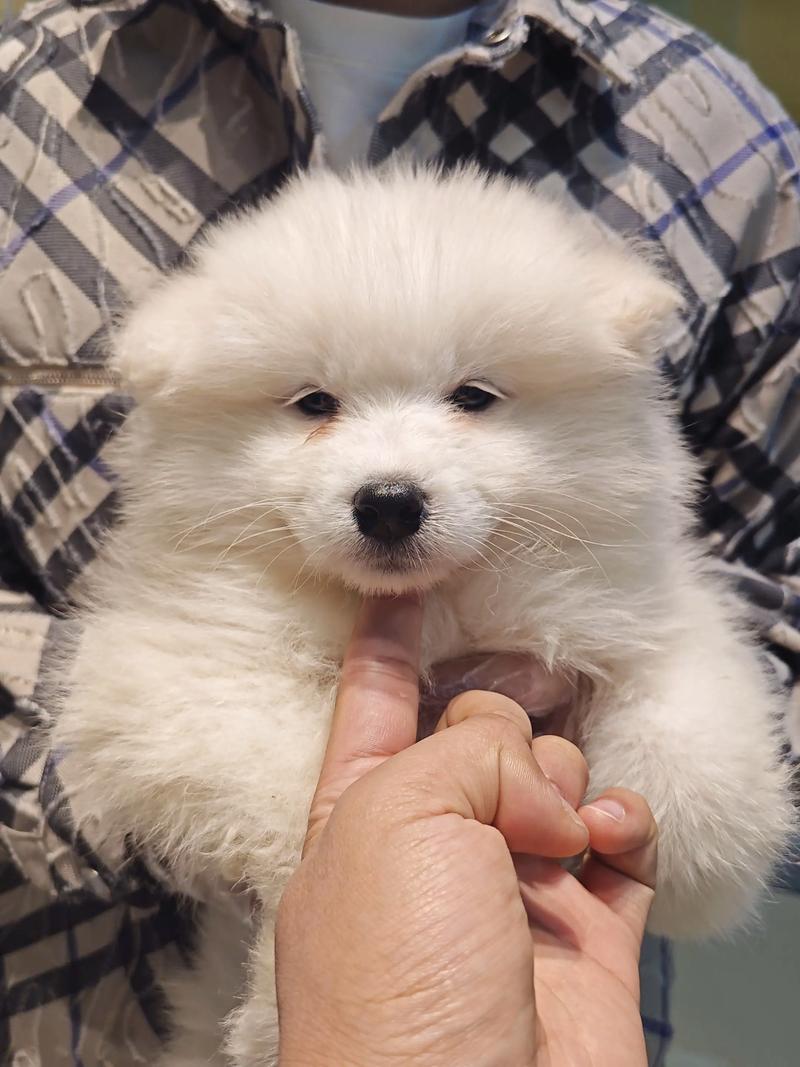 现一岁的萨摩耶(公狗)能卖多少钱?