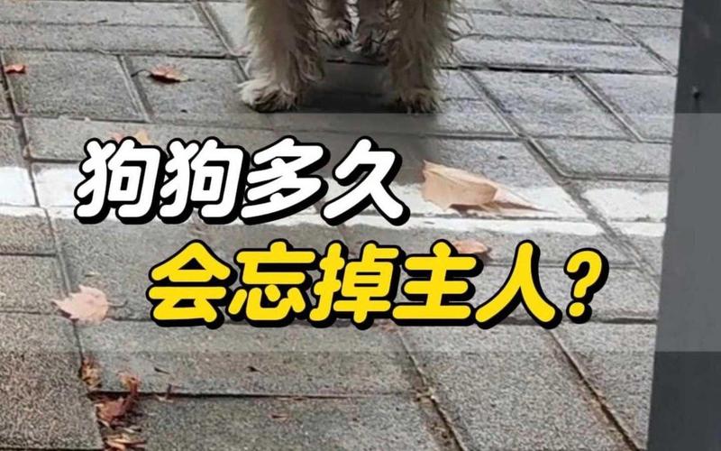 狗狗换主人会忘掉原主吗?