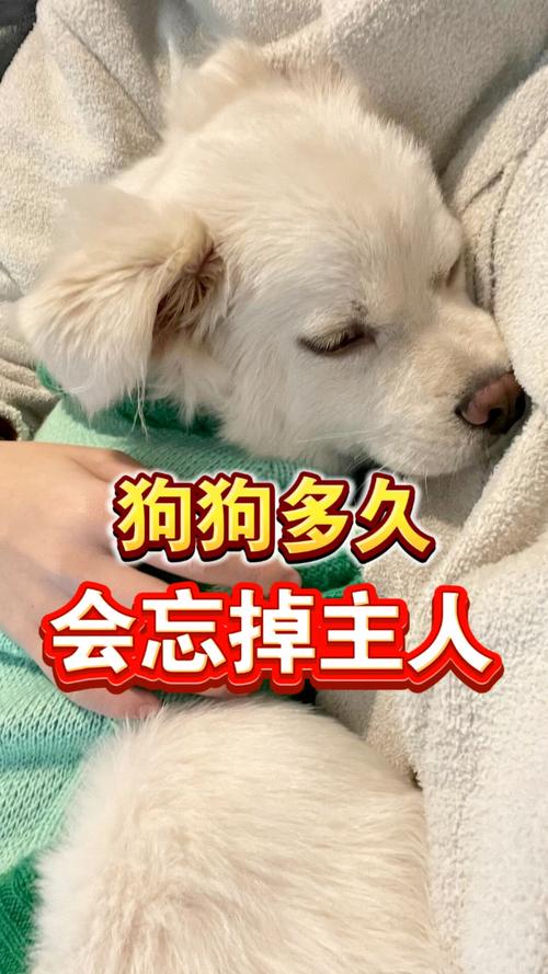 狗多久不见主人会忘记