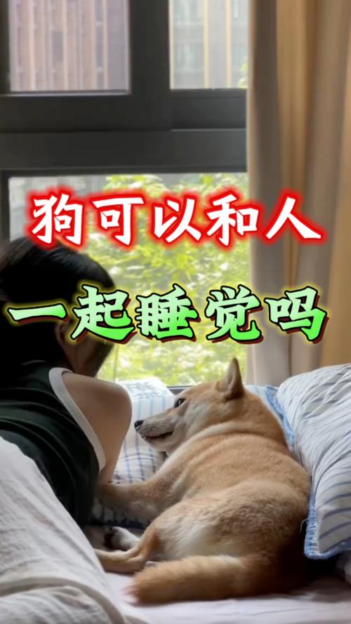 狗狗能不能“上床睡觉”?有好处也有弊端!