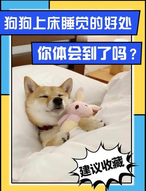 狗狗到主人床上睡觉要紧吗?