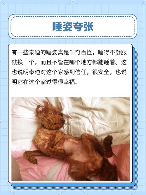 我家泰迪狗狗天天在床上睡觉请问能不能给人带来危害