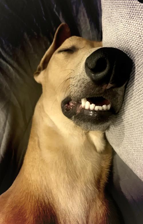 狗狗在床上睡觉好不好